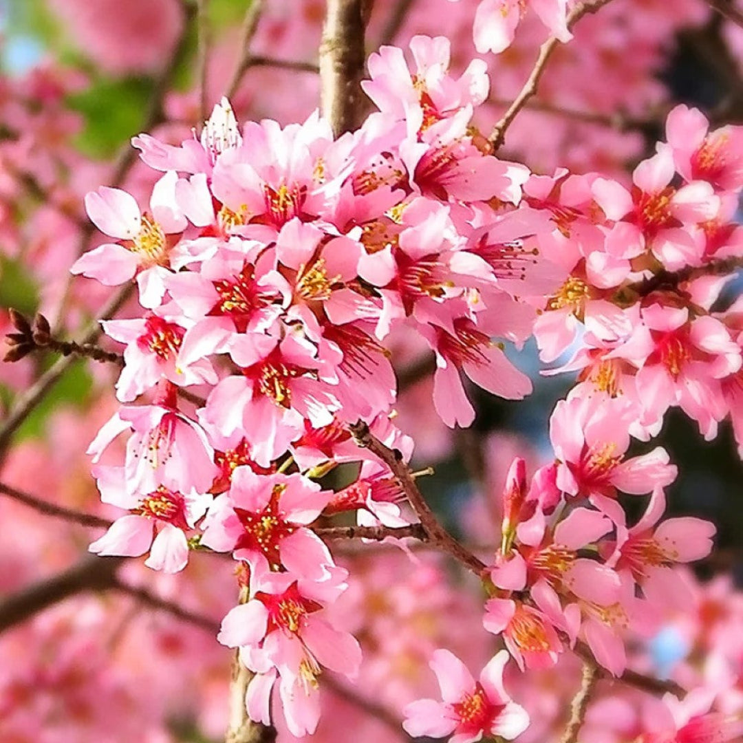 Okame Cherry Tree with bright pink spring blossoms