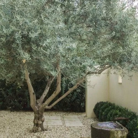 Fruit-bearing Arbequina olive tree showing dense foliage and seasonal growth