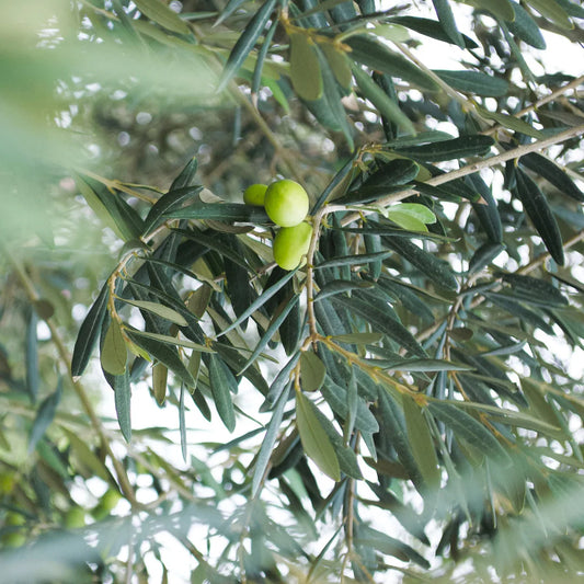 Close-up view of fresh Arbequina olives on the tree with smooth green skin