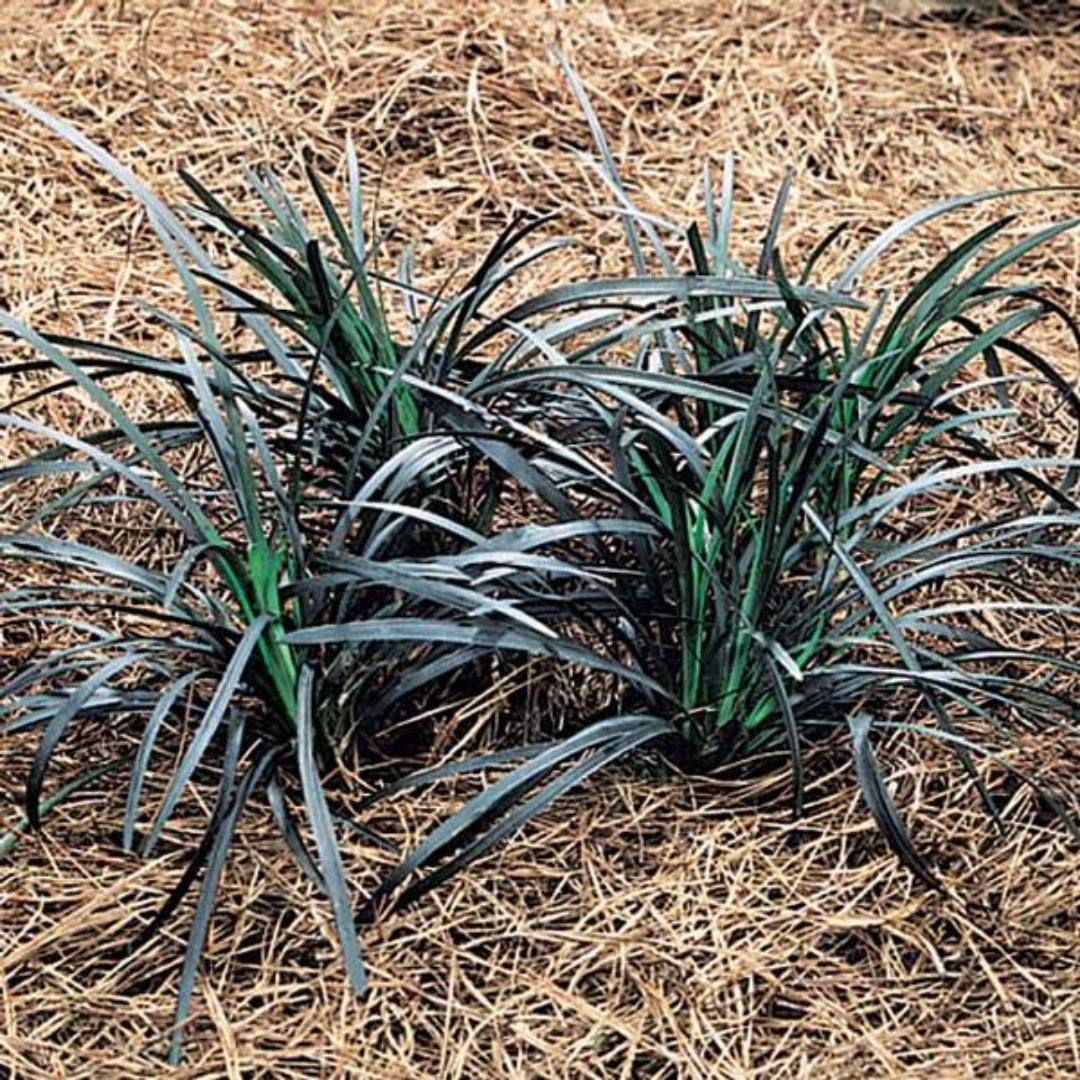 Black Mondo Grass Ophiopogon planiscapus plant