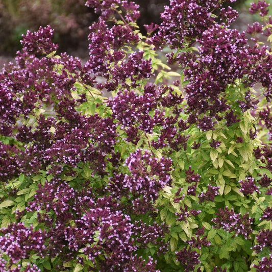 Origanum 'Drops of Jupiter' Ornamental Oregano – evergreen