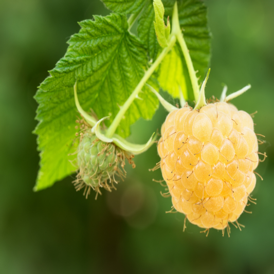 Freshly harvested Anne yellow raspberries displaying sweet golden color and plump size