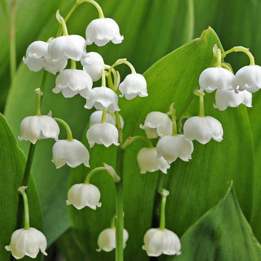 Convallaria majalis perennial groundcover plant