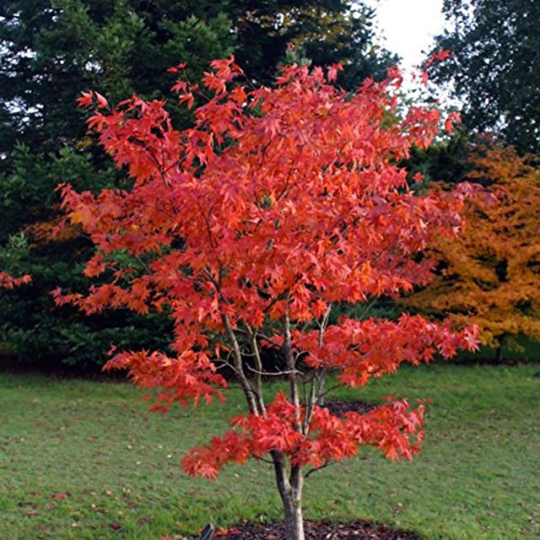 Potted Osakazuki Japanese Maple featuring healthy green spring leaves