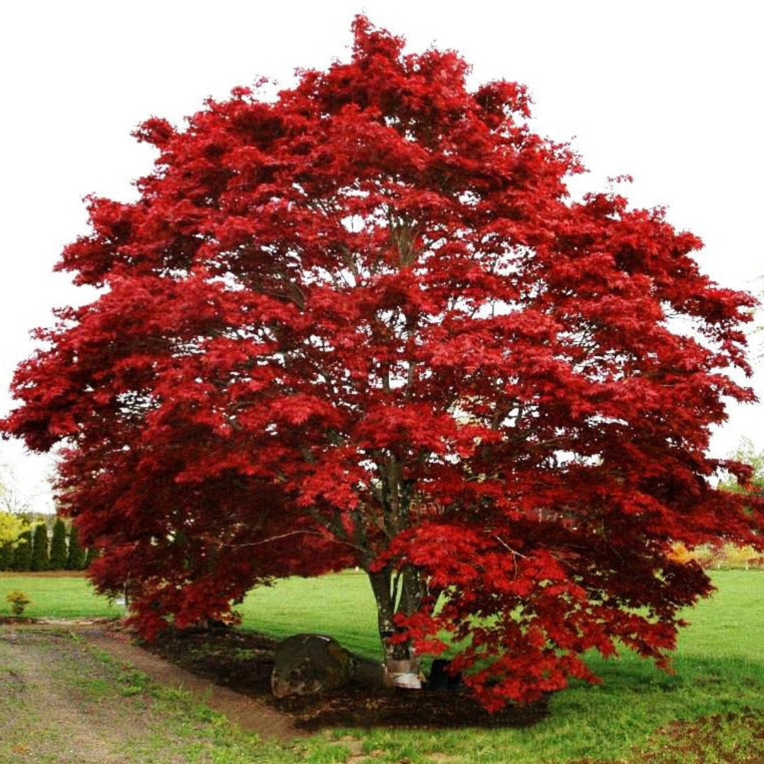 Oshio Beni Japanese Maple tree with bright red foliage growing in a garden