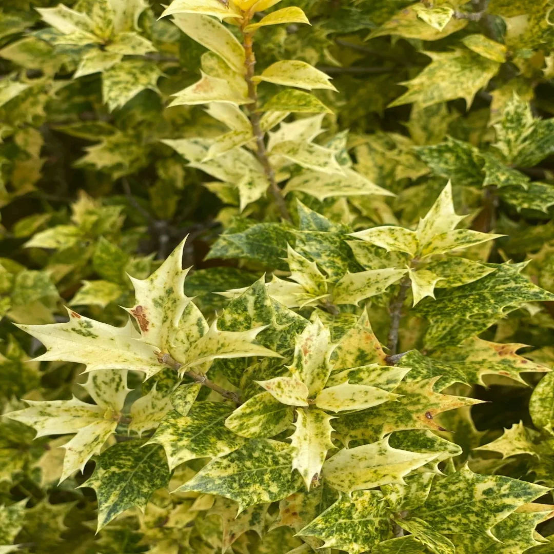Variegated False Holly – tree