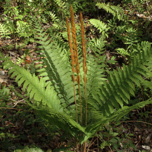 Perennial Cinnamon Fern foliage display