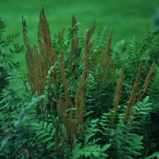 Osmunda regalis Royal Fern plant close-up