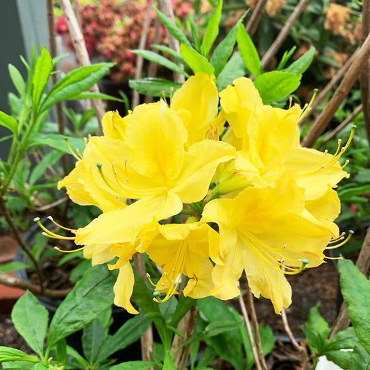 Lemon Lime Azalea – flowering tree