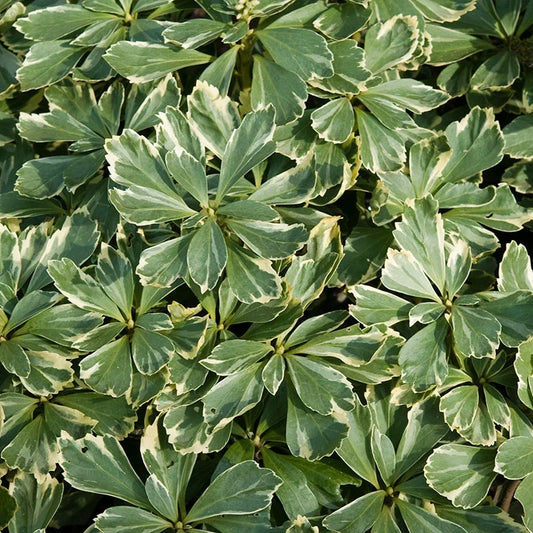 Silver-edged Pachysandra leaves detailed view