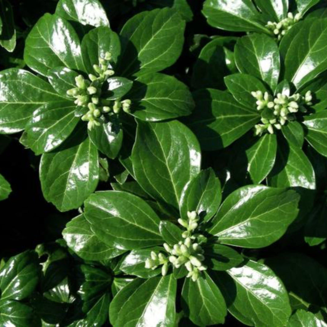 Pachysandra Terminalis Green Sheen plant close-up