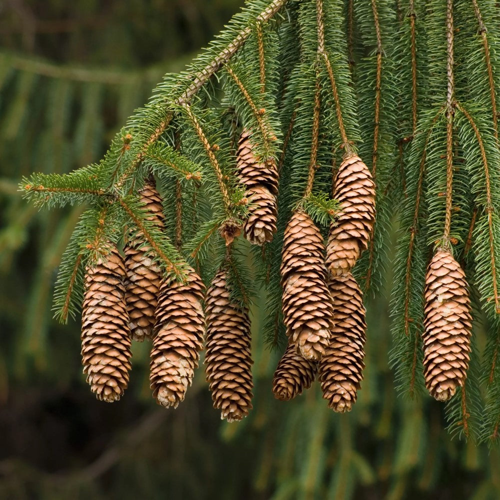 Norway Spruce pine cones on evergreen branches