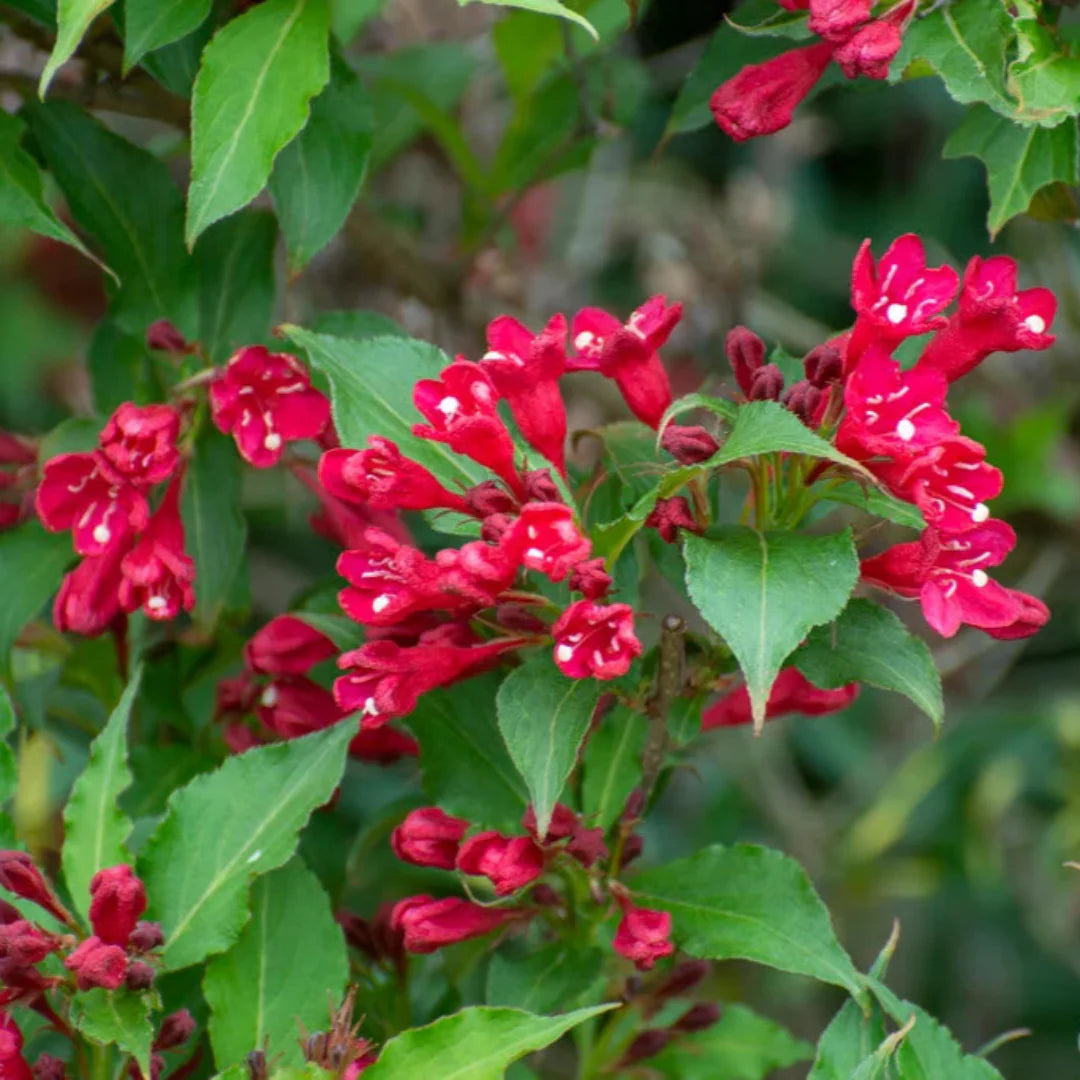 Weigela florida Red Weigela shrub close-up flowers