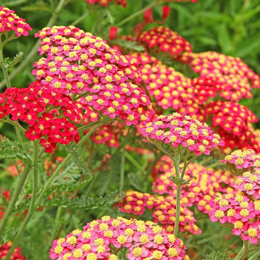 Close-up of Paprika Yarrow Achillea flowers