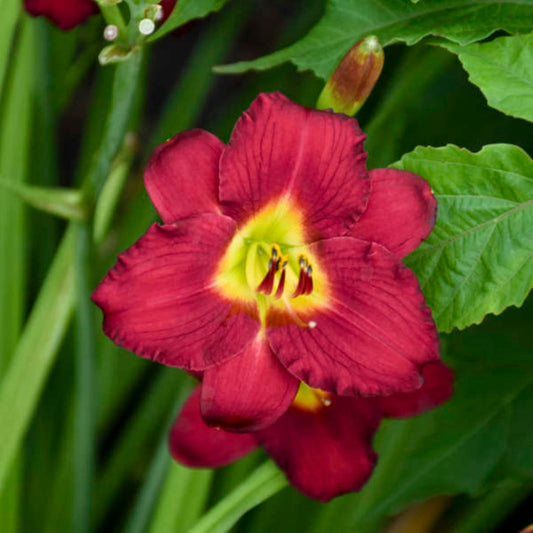 Hemerocallis 'Pardon Me'-Reblooming Daylily