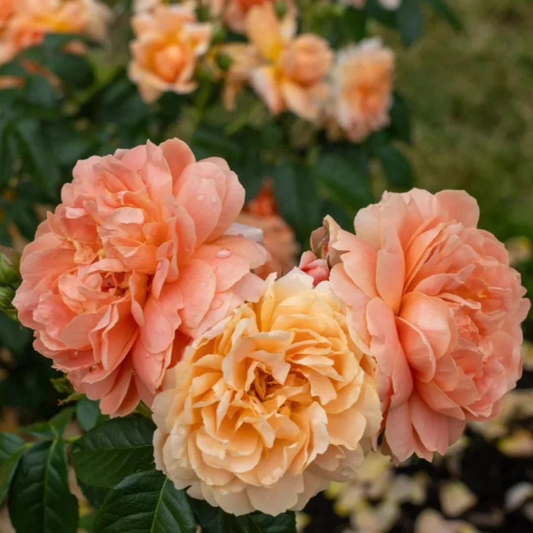At Last Rose