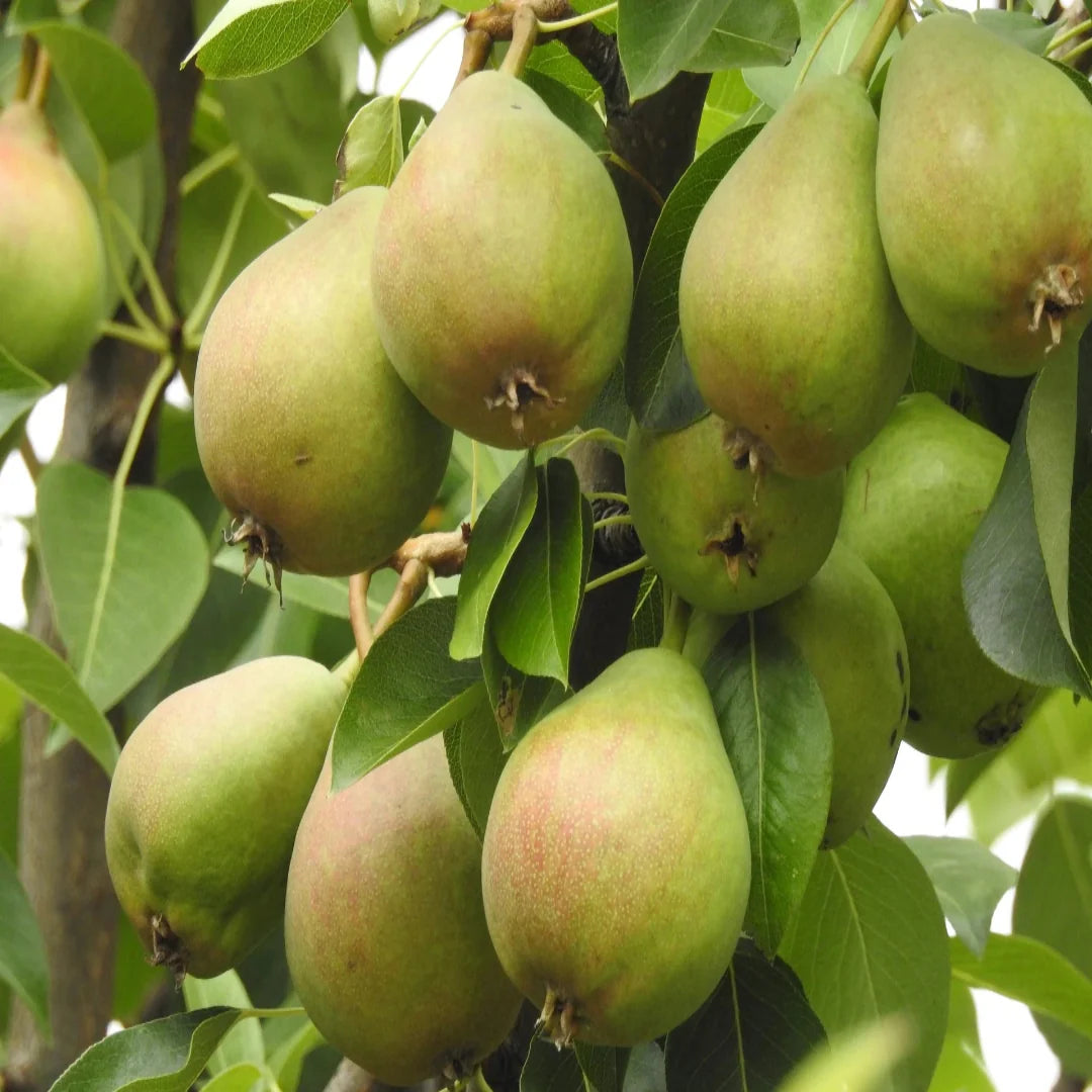 Close-up of Bartlett pears growing on the tree