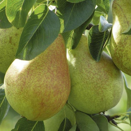 Moonglow pear tree with green fruit growing outdoors