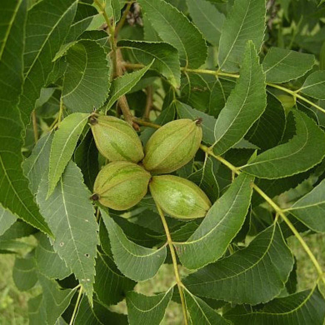 Creek Pecan Trees – fruit plant