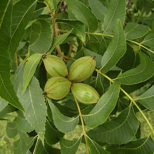 Creek Pecan Trees – fruit plant