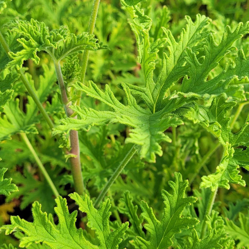 Pelargonium citronella Mosquito Plant