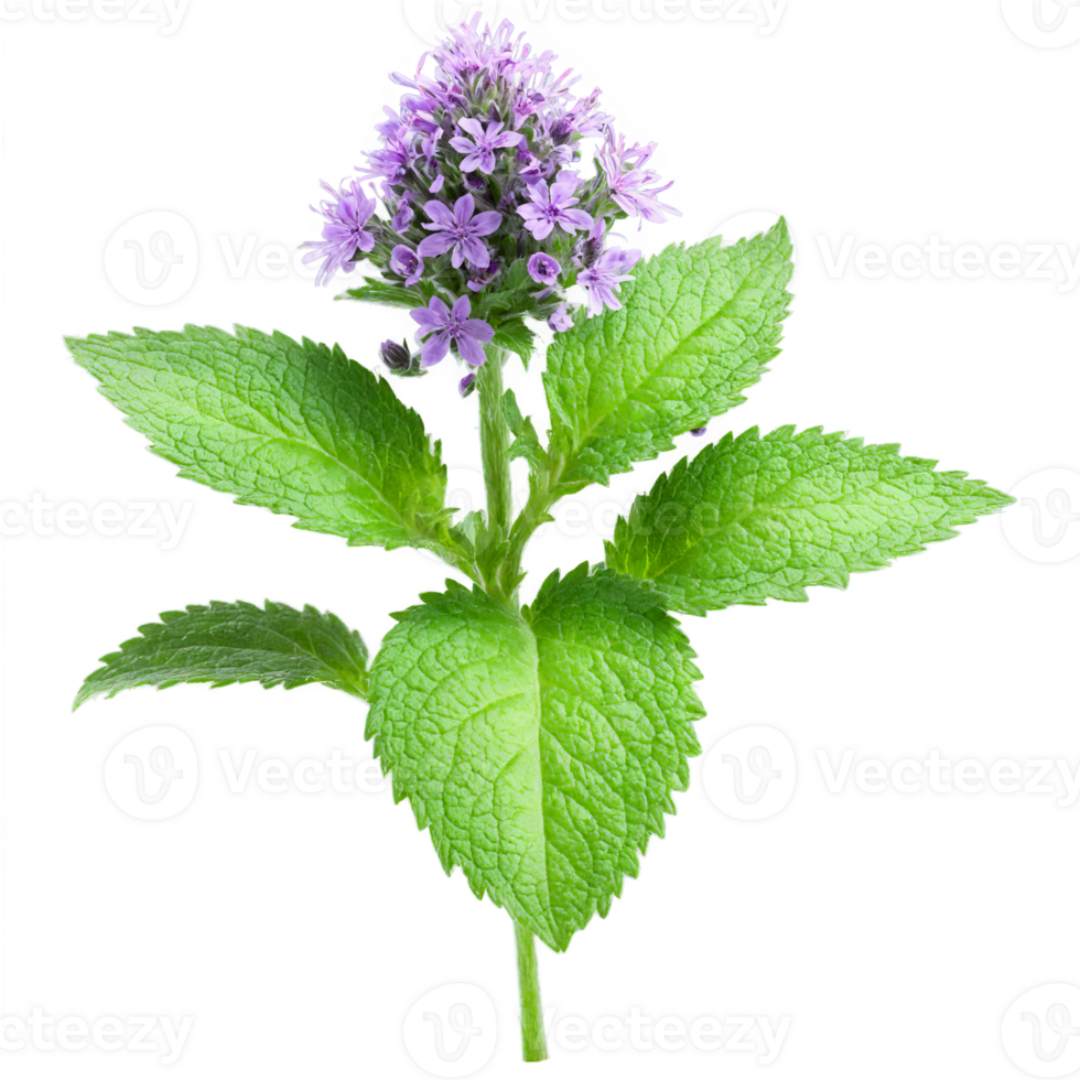 homeandgardensforless.com