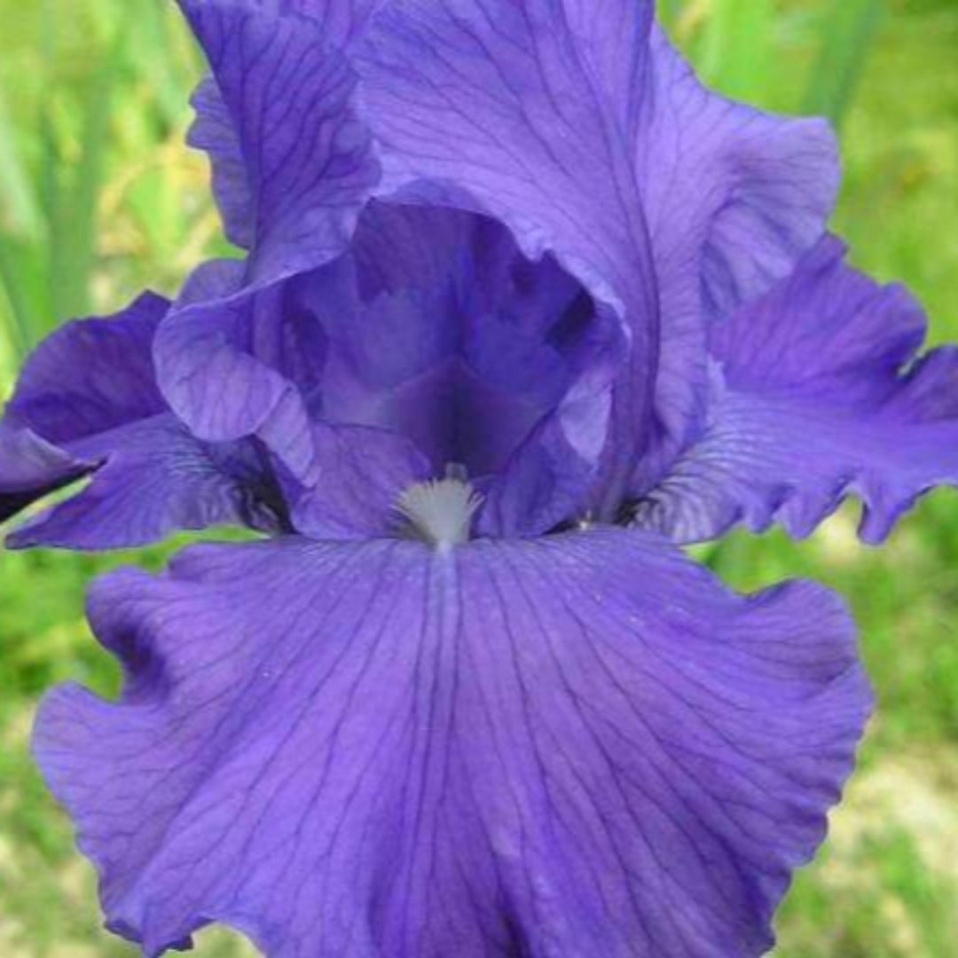 Iris germanica 'Breakers' – evergreen