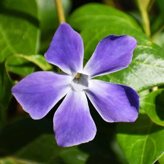 Periwinkle Vinca major ground cover flowers