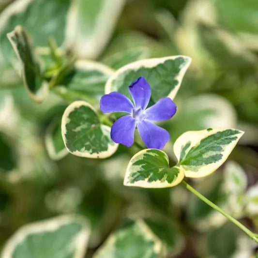 Periwinkle Vinca major variegated leaves