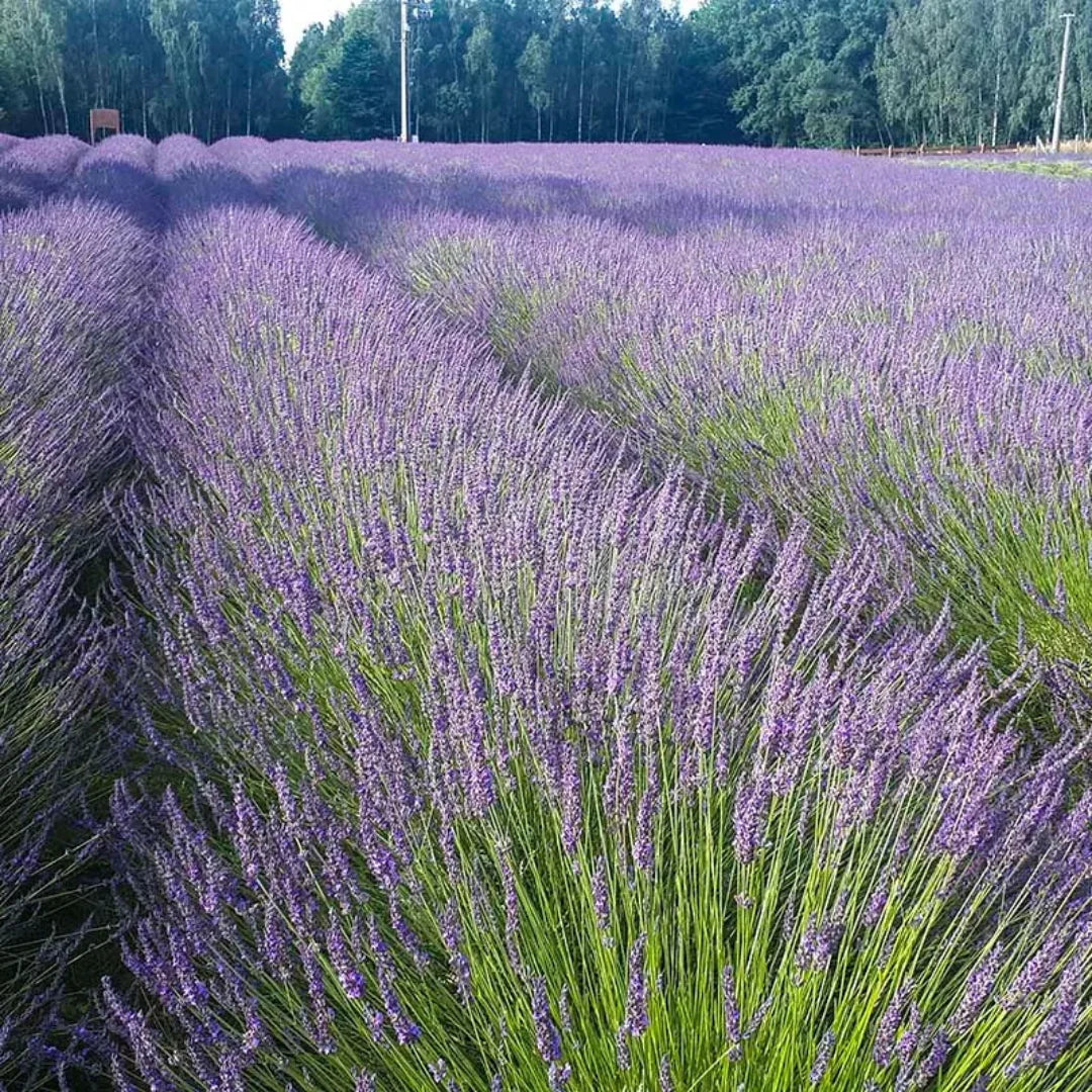 Lavandula X Intermedia 'Phenomenal' Lavender - [EG]