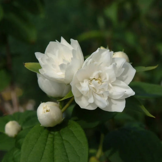 Philadelphus Minnesota Snowflake flowering shrub
