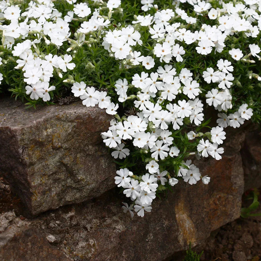 White creeping phlox Snowflake flowers