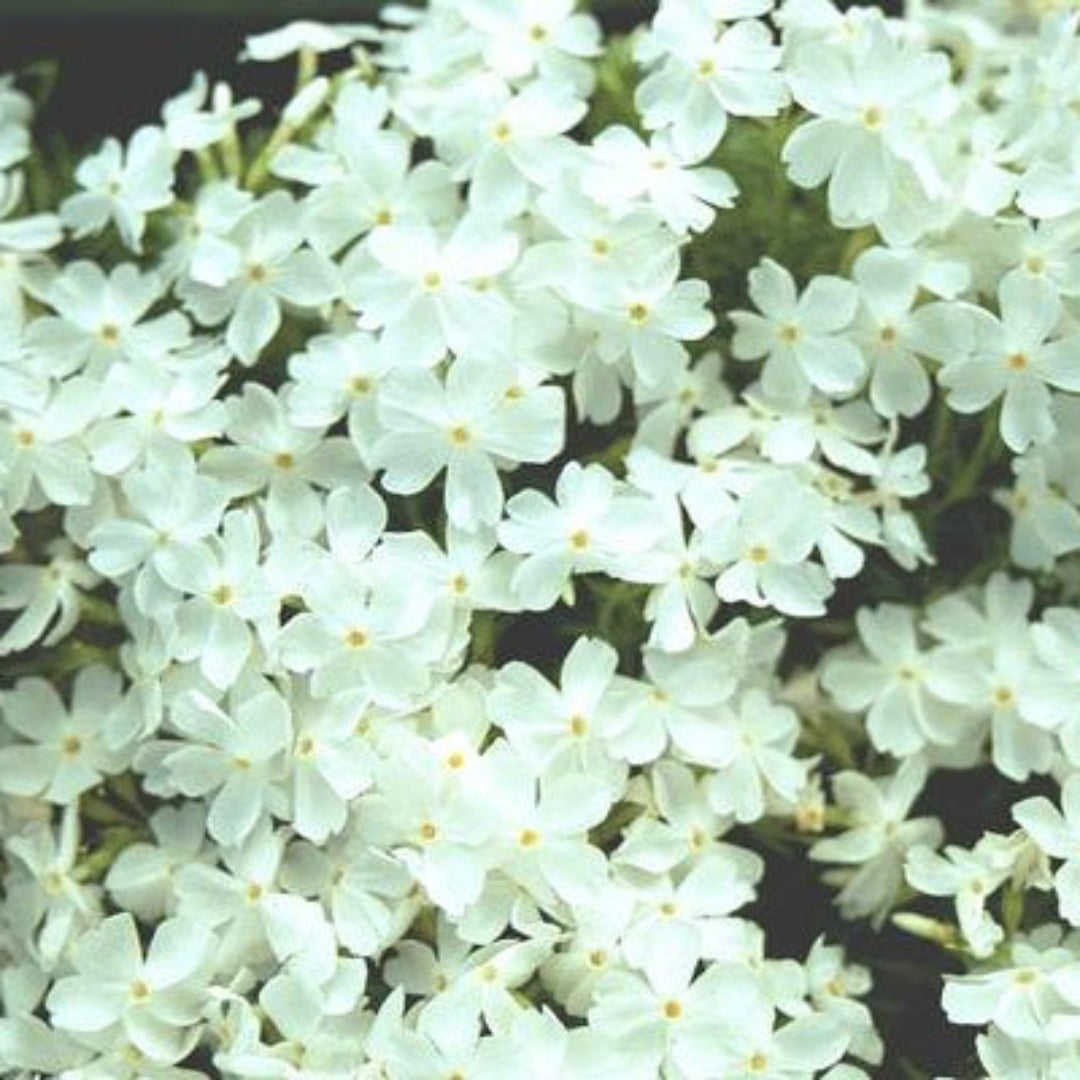 (4.5 Inch Pot/10 Count Flat) Phlox Subulata 'Scarlet Flame' Scarlet Creeping Phlox is Covered with Scarlet Flowers In Spring