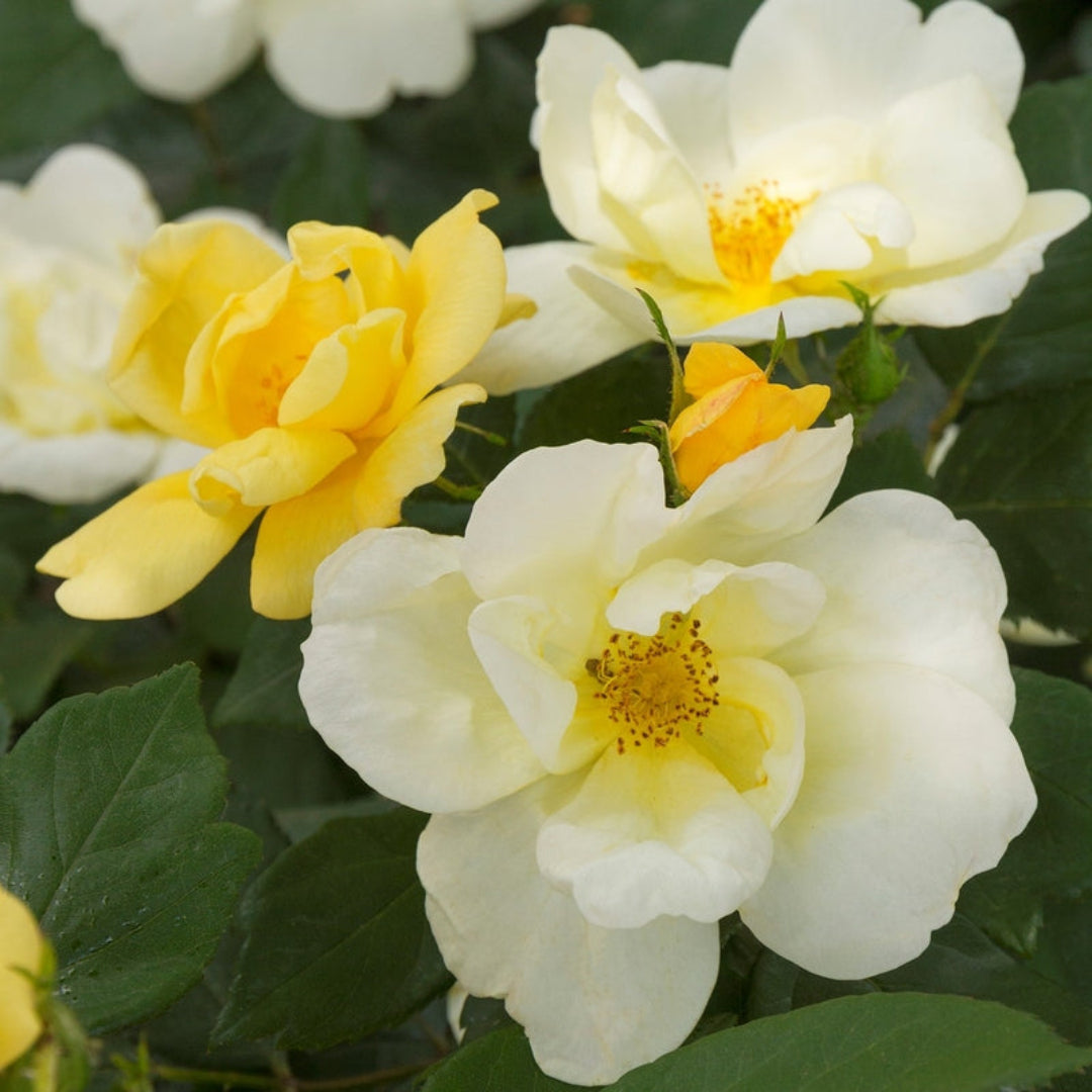 Golden petals cover the Sunny Knockout Rose shrub