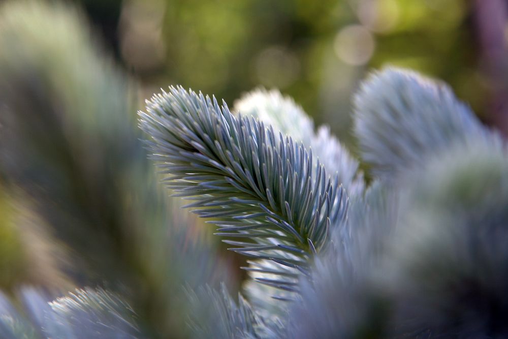 (1 Gallon) Fat Albert- Outstanding Evergreen Rich Blue Needles On a Densely Branched, Naturally Pyramidal Form. Good Use For a Landscape Specimen.