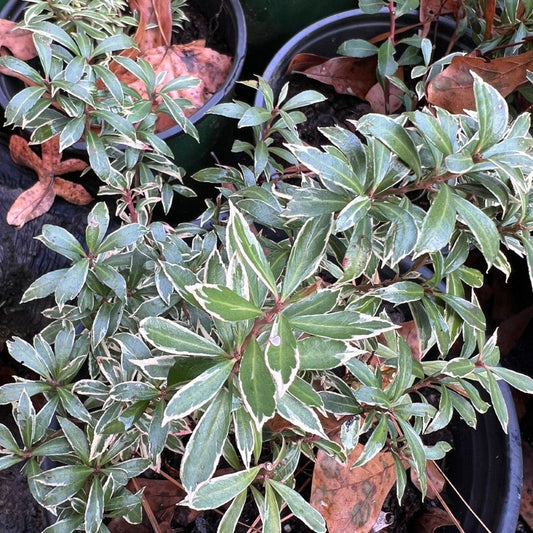 Pieris japonica ‘Little Heath’