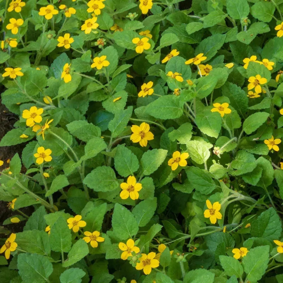 Chrysogonum virginianum perennial flowering plant
