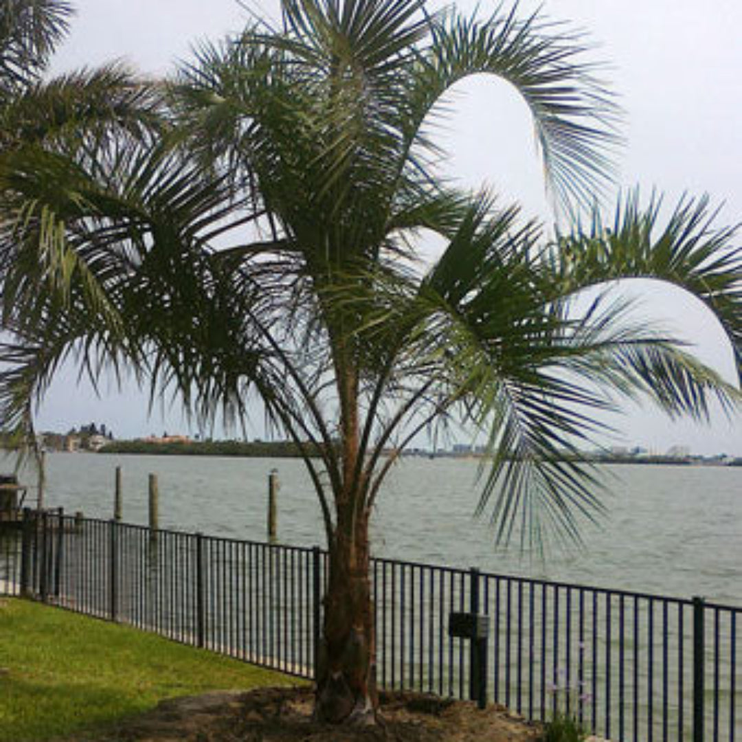 Pindo Palm (Jelly Palm)