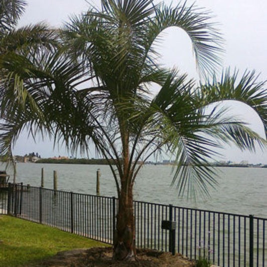 Pindo Palm (Jelly Palm)