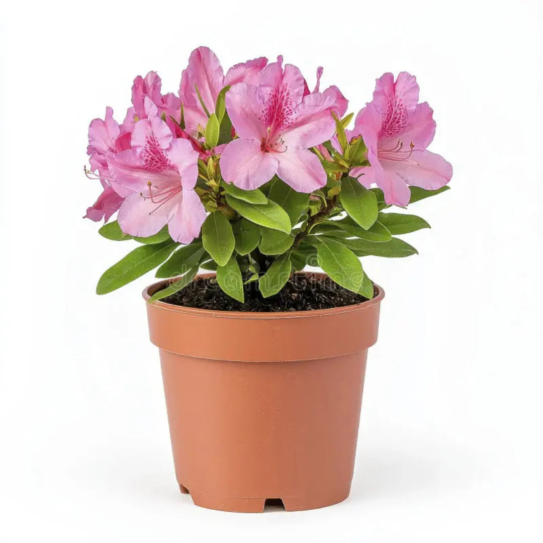 homeandgardensforless.com