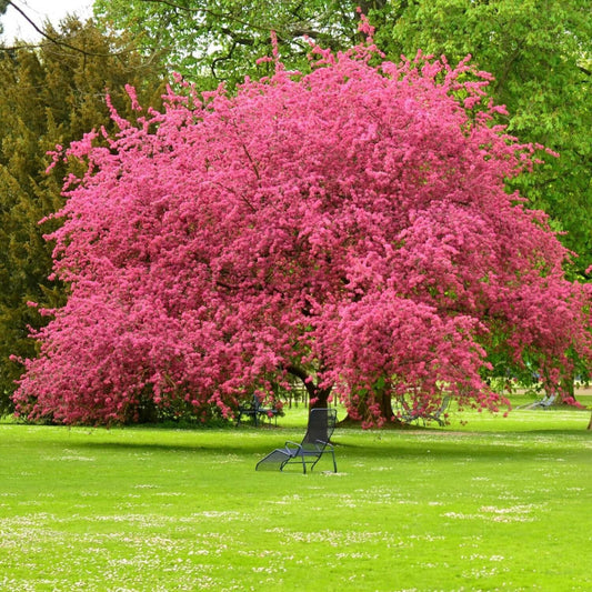 Pink Flowering Dogwood Tree – Live Native Cornus florida | Zones 5–8 live plant for landscaping and home gardens