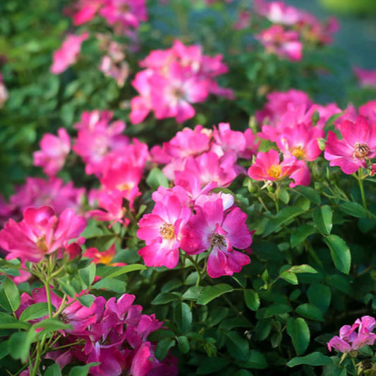 Compact Pink Drift Rose forming colorful border planting