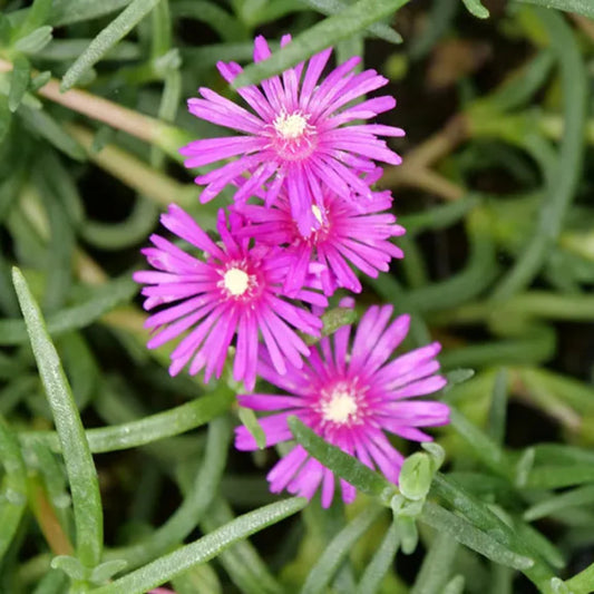 Pink Ice Plant Delosperma groundcover flowers