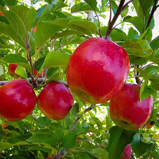 Pink Lady apple tree with fresh red blush apples growing on branches