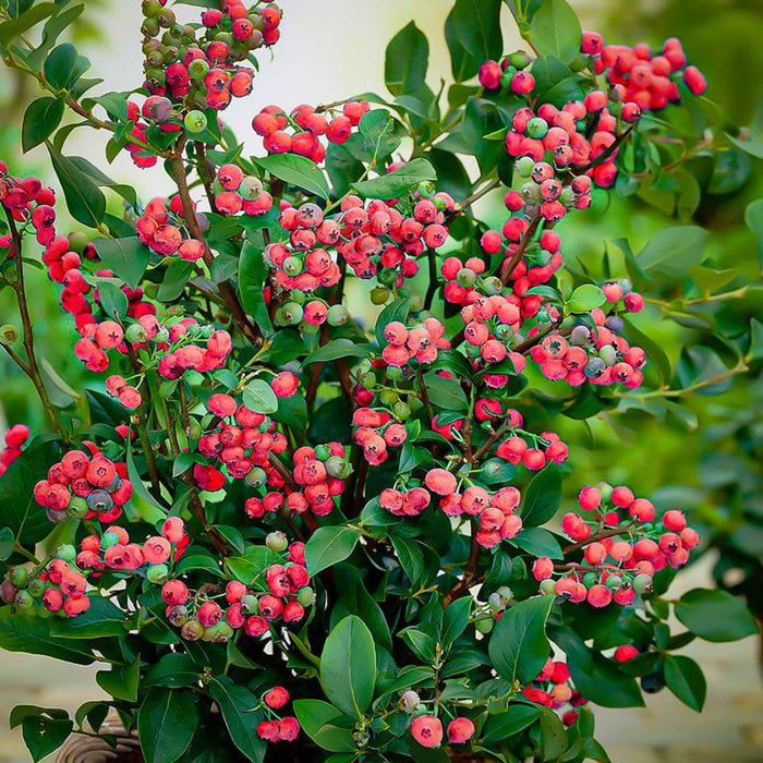 Pink Lemonade Blueberry Plant