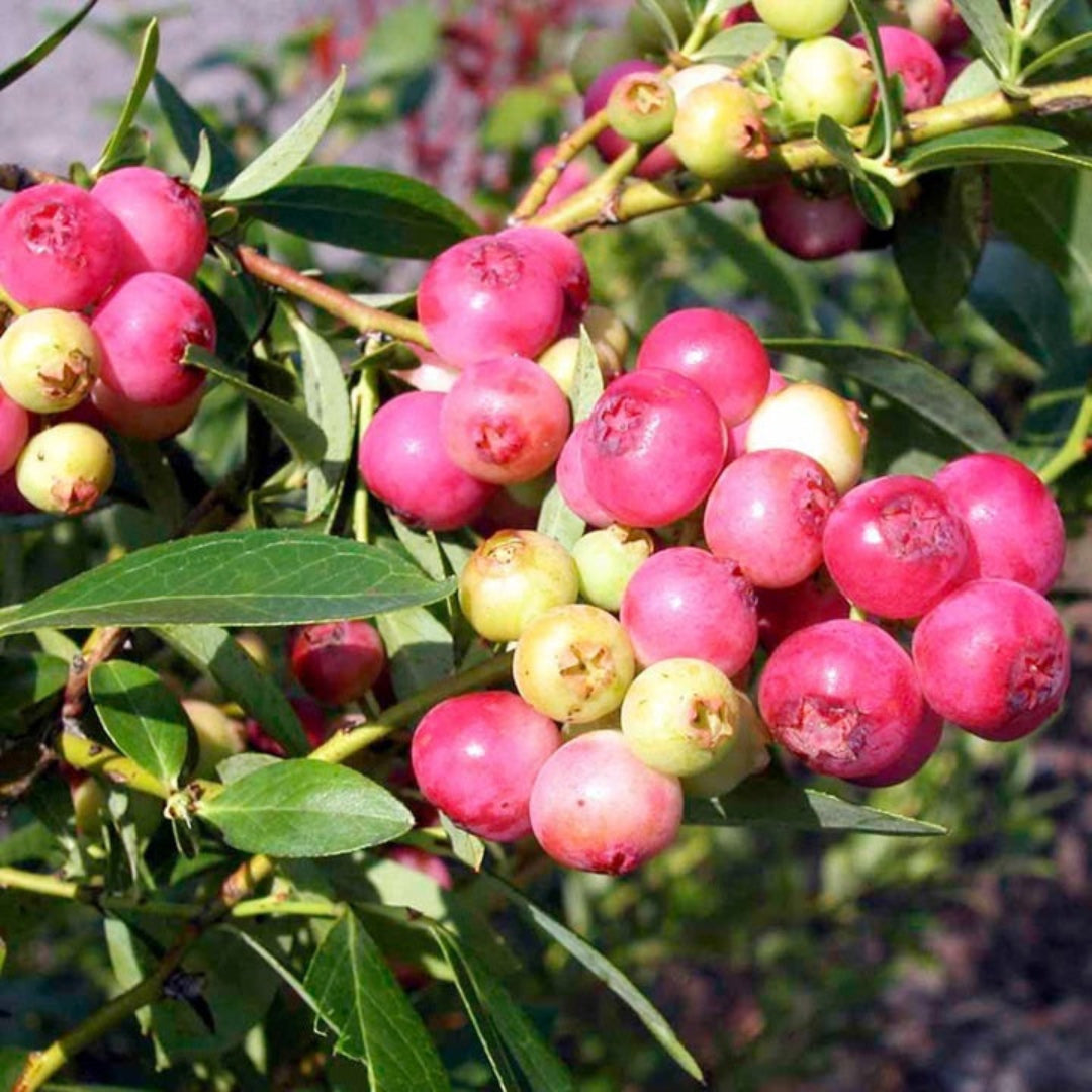 Fruit-heavy Pink Lemonade Blueberry bush outdoor view