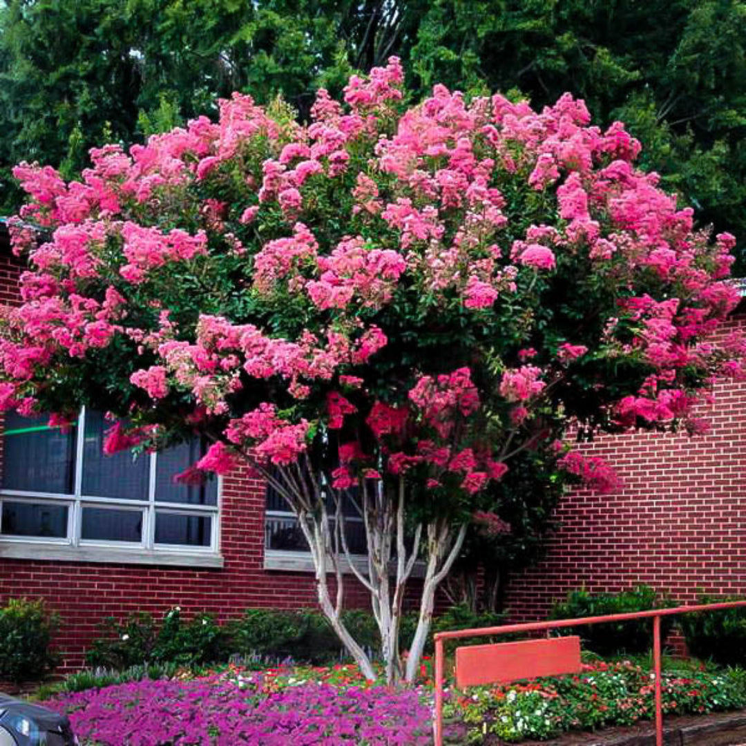 Pink Crape Myrtle tree close view of flower clusters