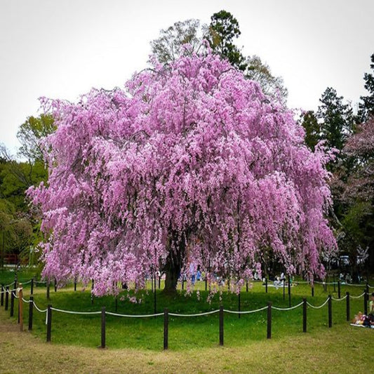 Weeping cherry Pendula pink flowers cascading branches