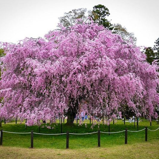 Mature Weeping Pink Cherry tree with cascading branches and heavy blossoms