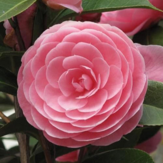 Pink Perfection Camellia Bloom Close-Up